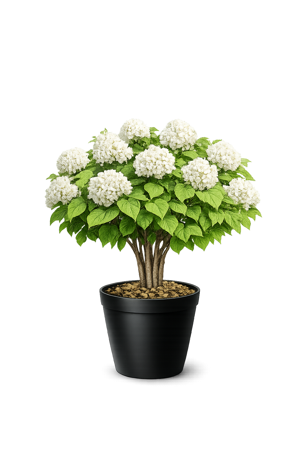 Калина бульденеж