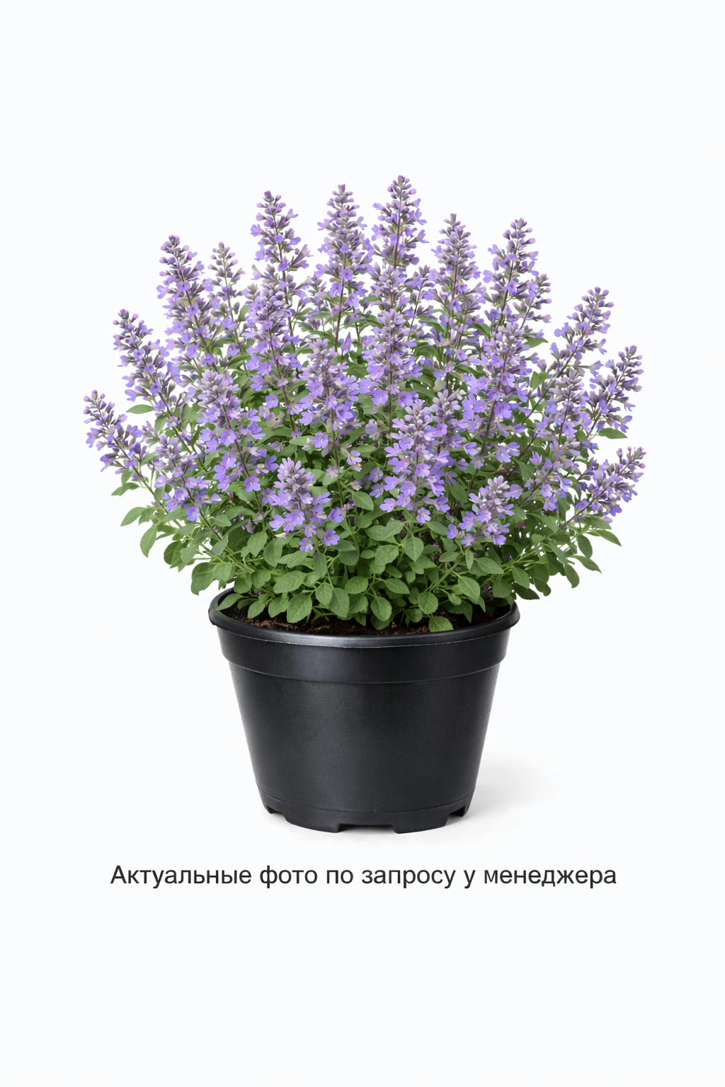 Котовник Фассена Kit Cat