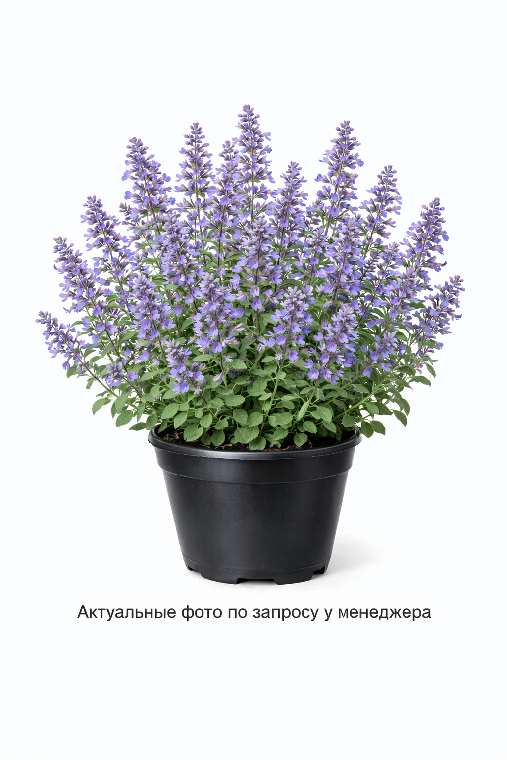 Котовник Фассена Six Hills Giant