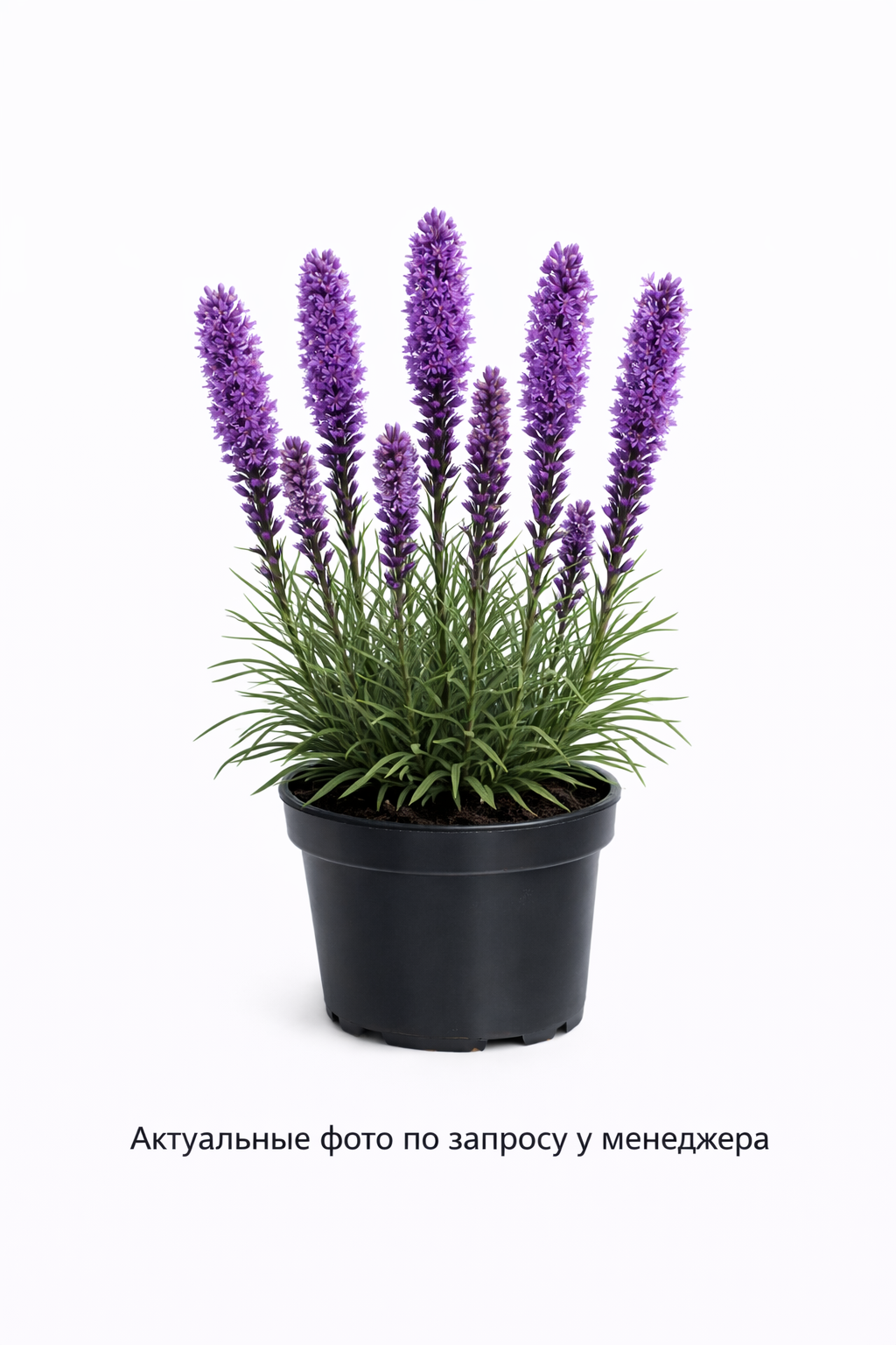 Лиатрис колосковый Флористан Вайолет