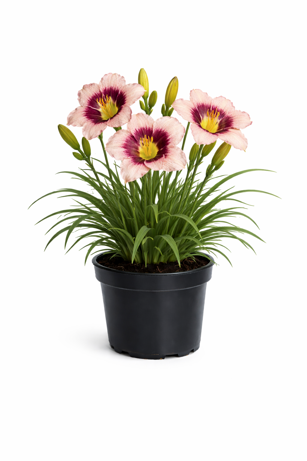 Лилейник Блюберри Кэнди