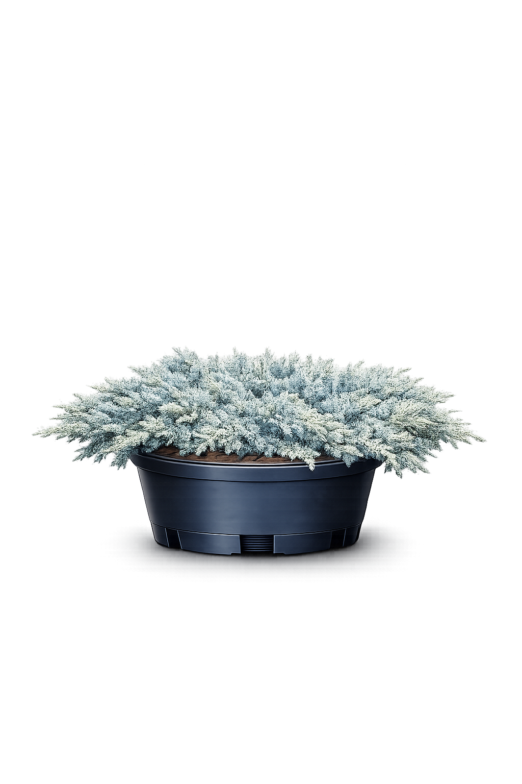 Можжевельник Блю Стар