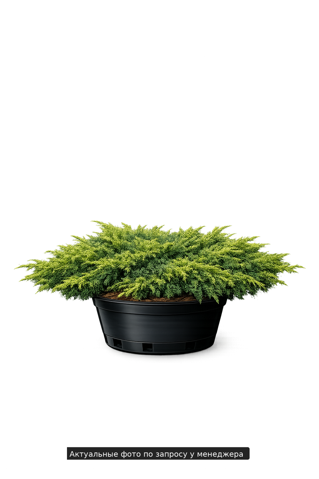 Можжевельник в ассортименте