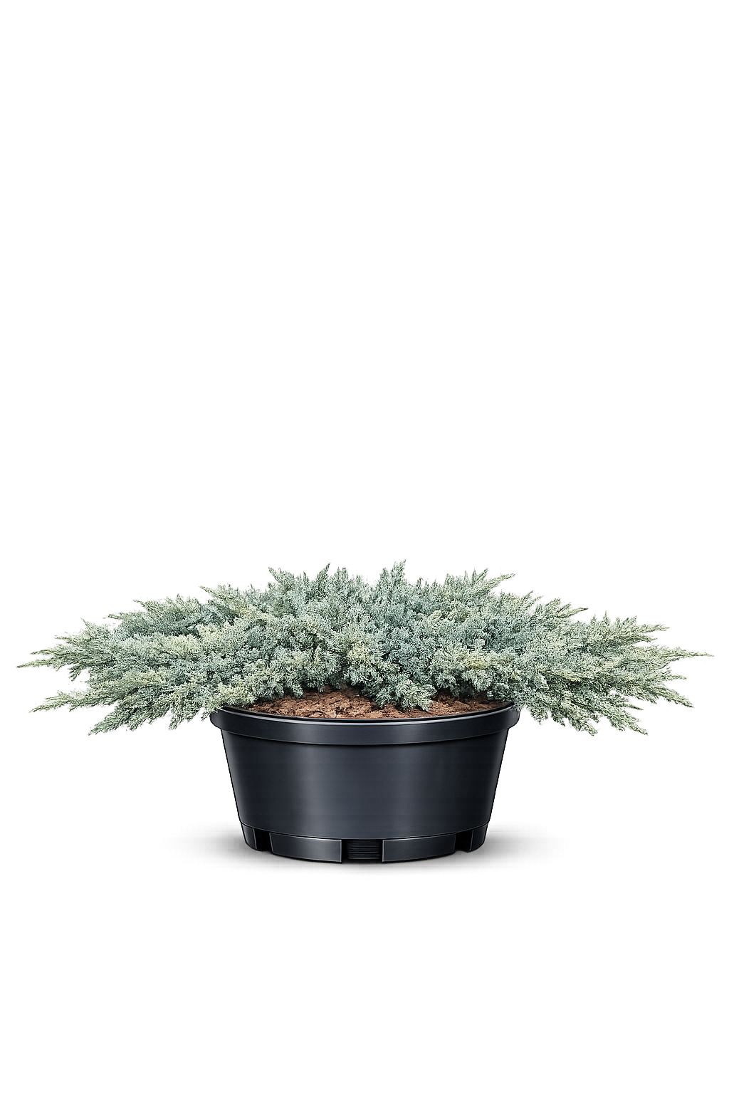 Можжевельник горизонтальный Bar Harbor