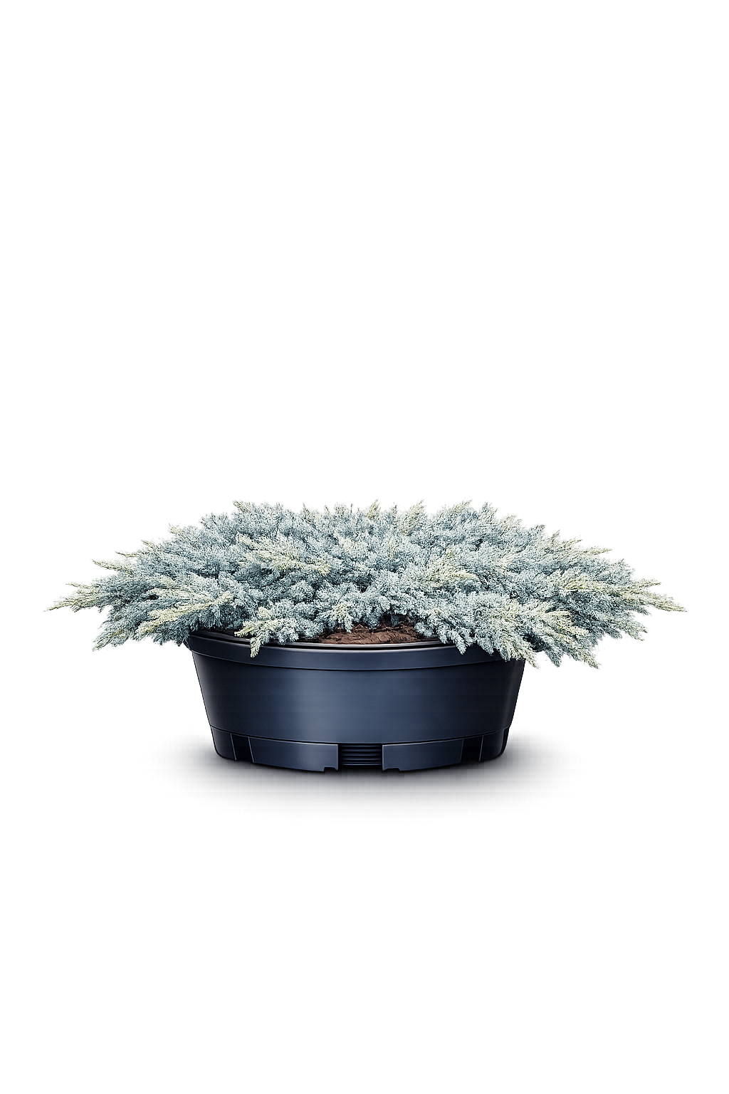 Можжевельник скальный Blue Carpet