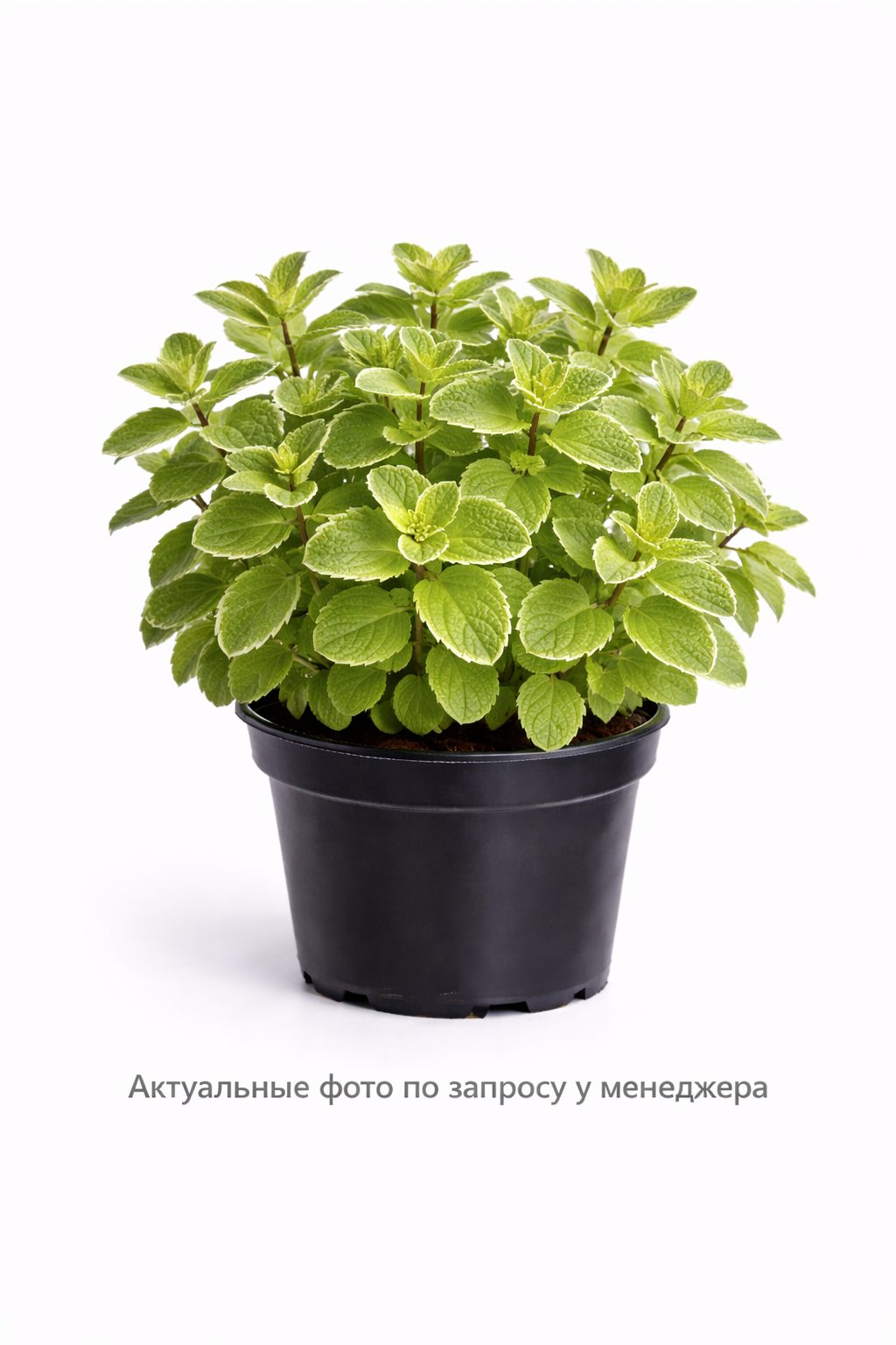 Мята ананасная