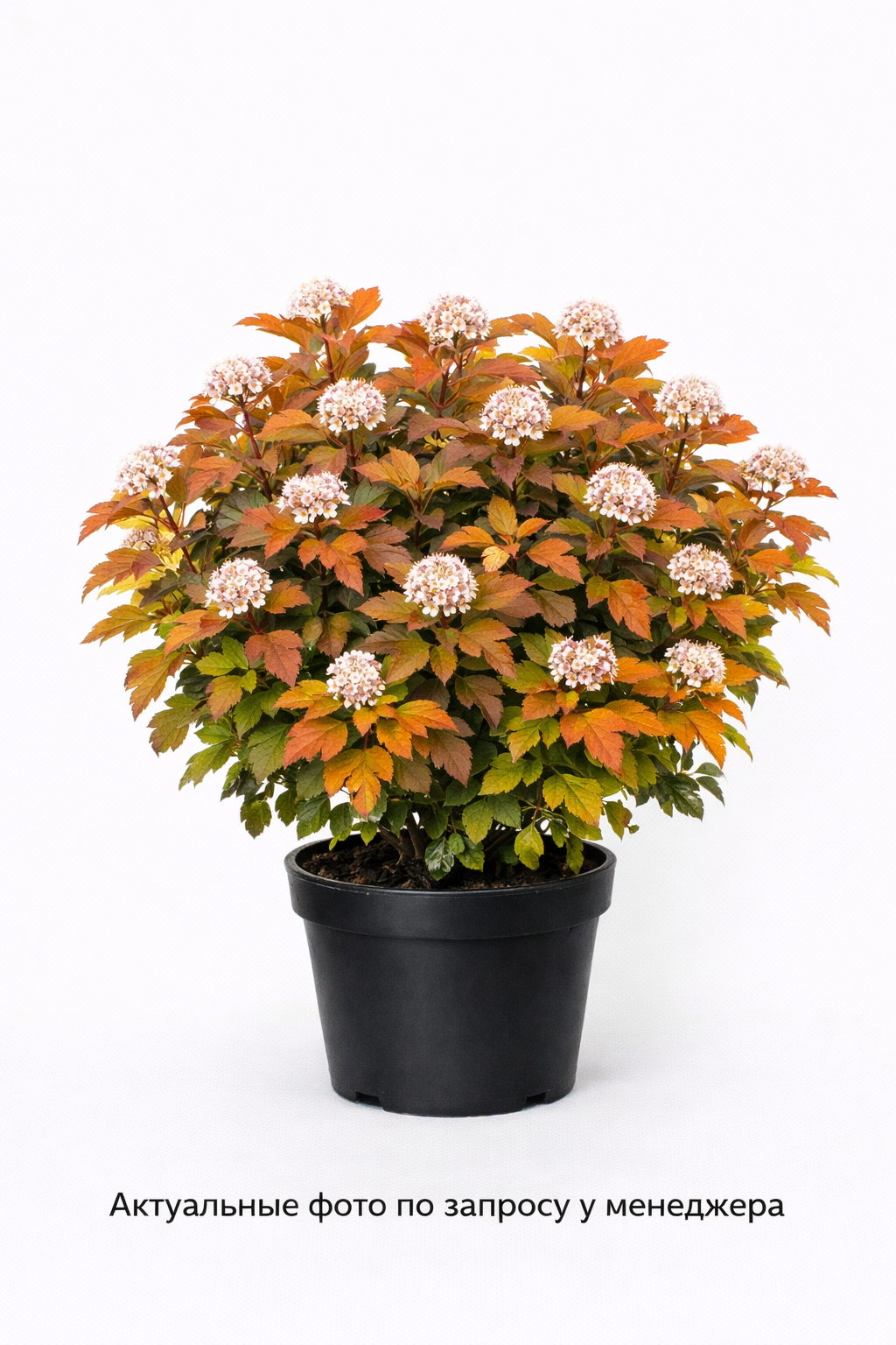 Пузыреплодник калинолистный Amber Jubilee