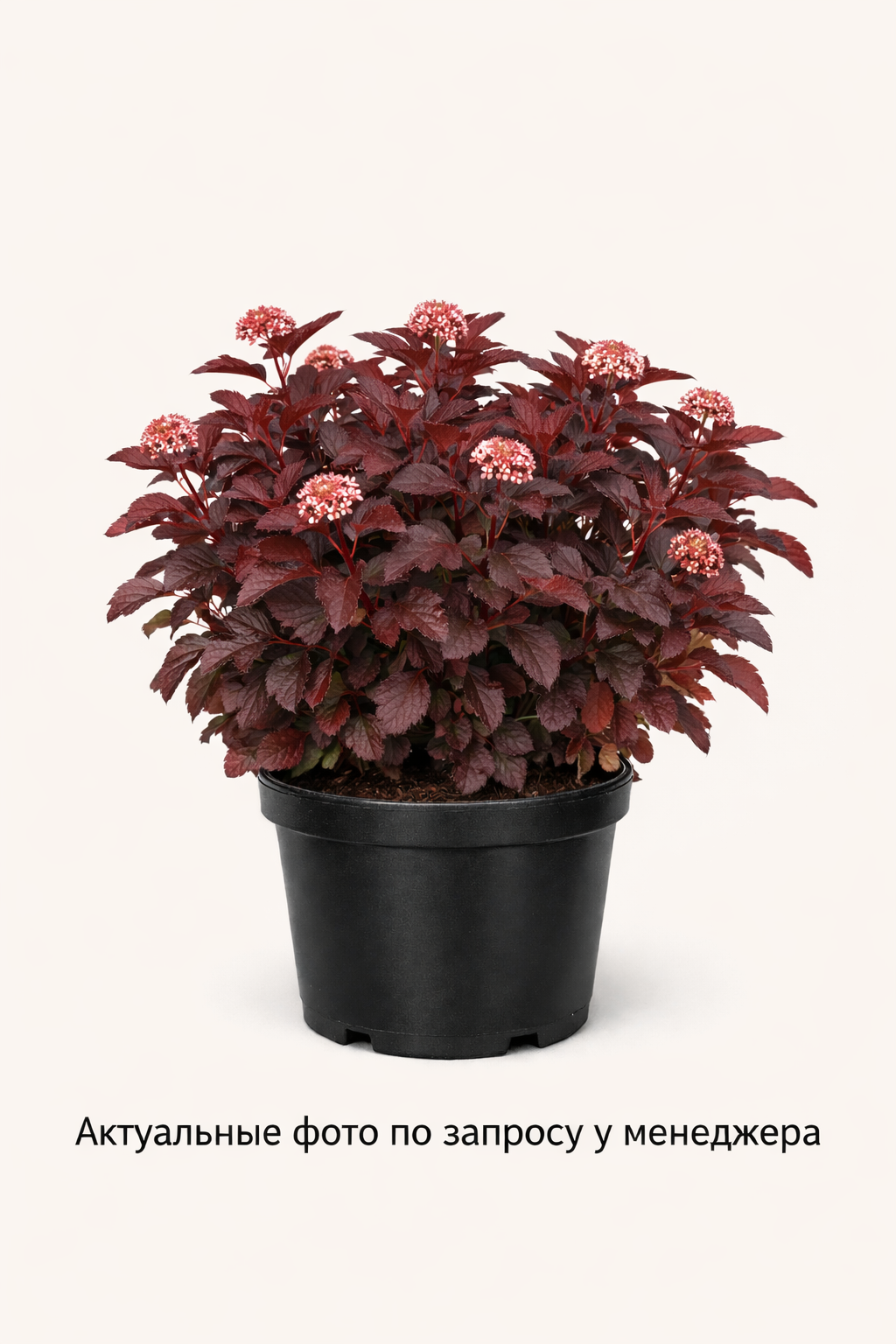 Пузыреплодник калинолистный Lady in Red