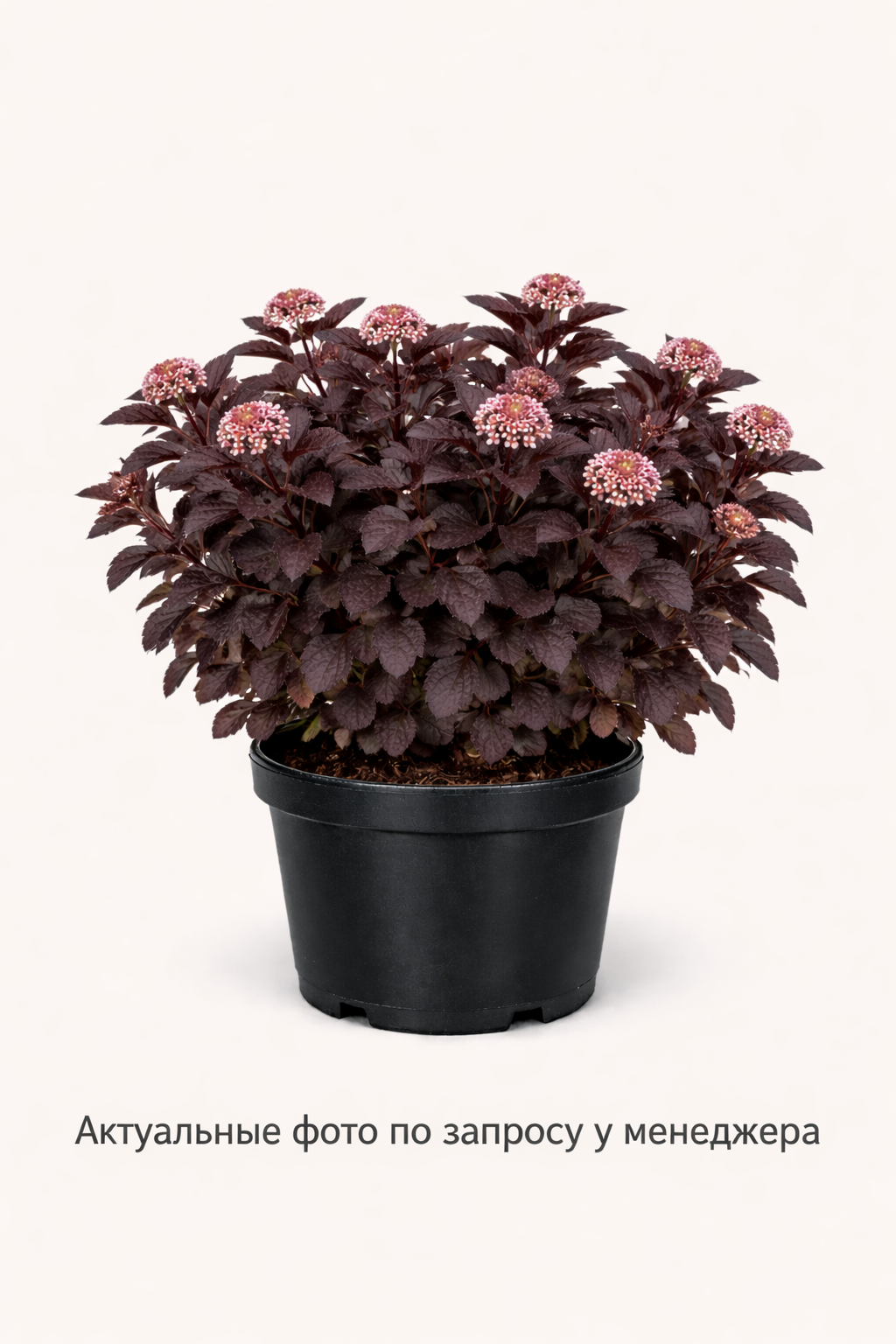 Пузыреплодник калинолистный Little Devil