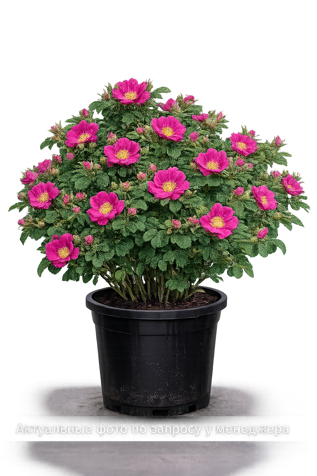 Роза в ассортименте