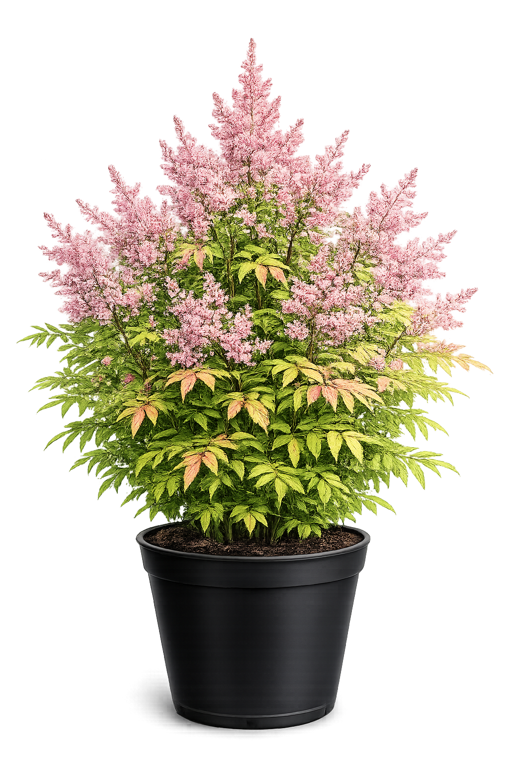 Рябинник рябинолистный Pink Hopi