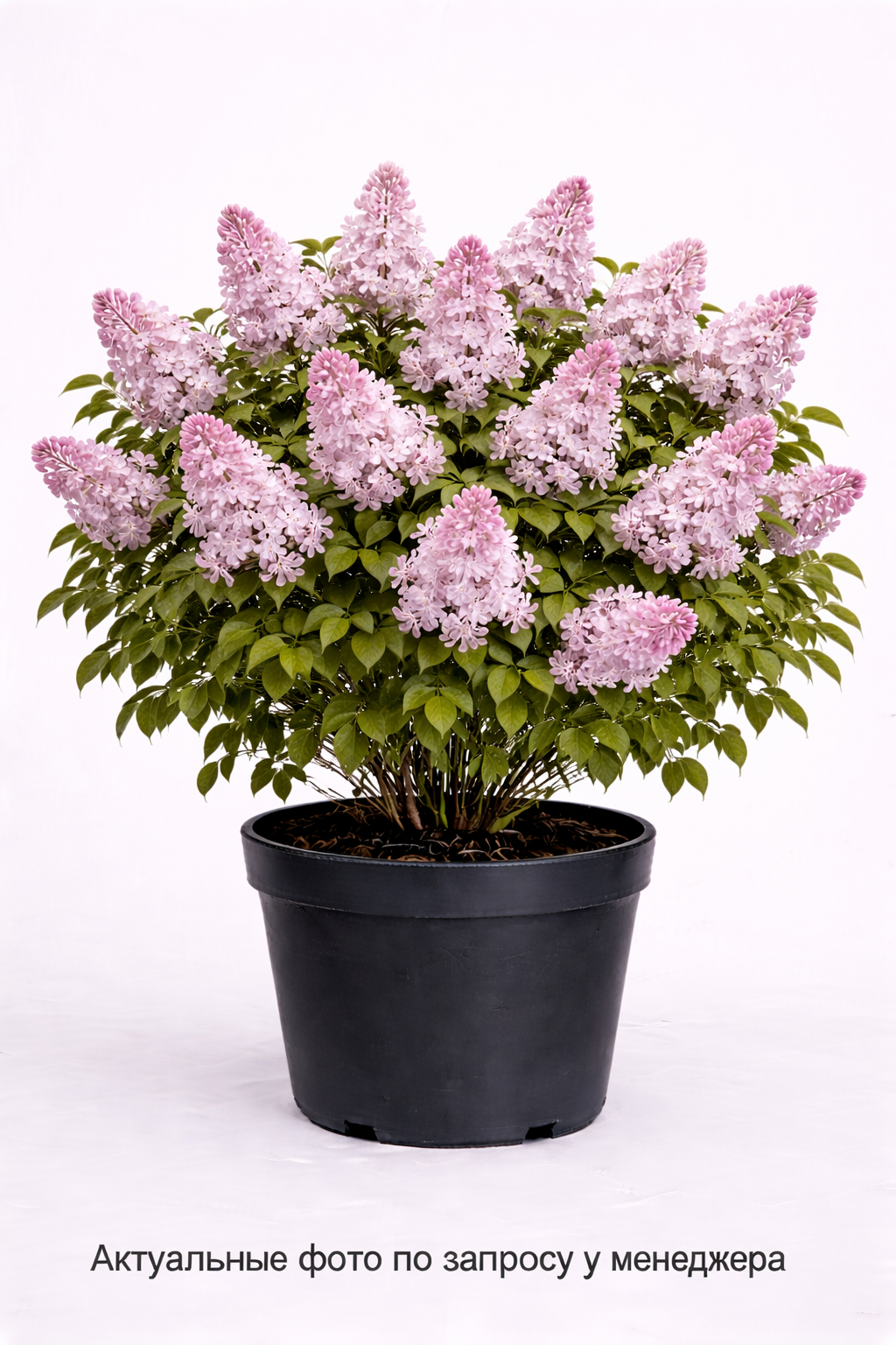 Сирень обыкновенная Belle de Nancy