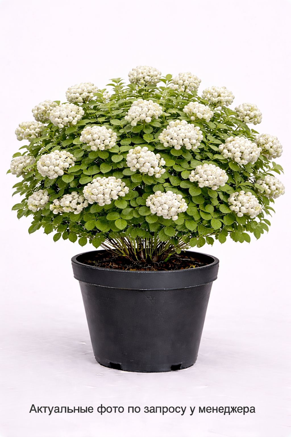 Спирея березолистная Tor