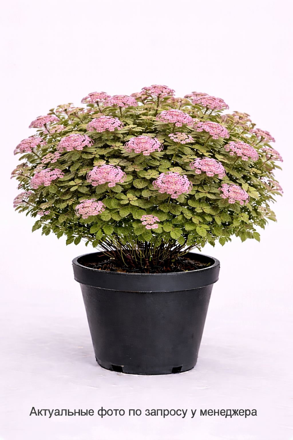 Спирея японская Little Princess