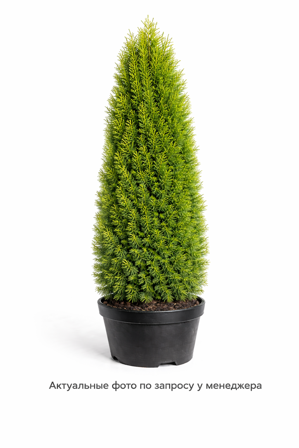 Туя в ассортименте