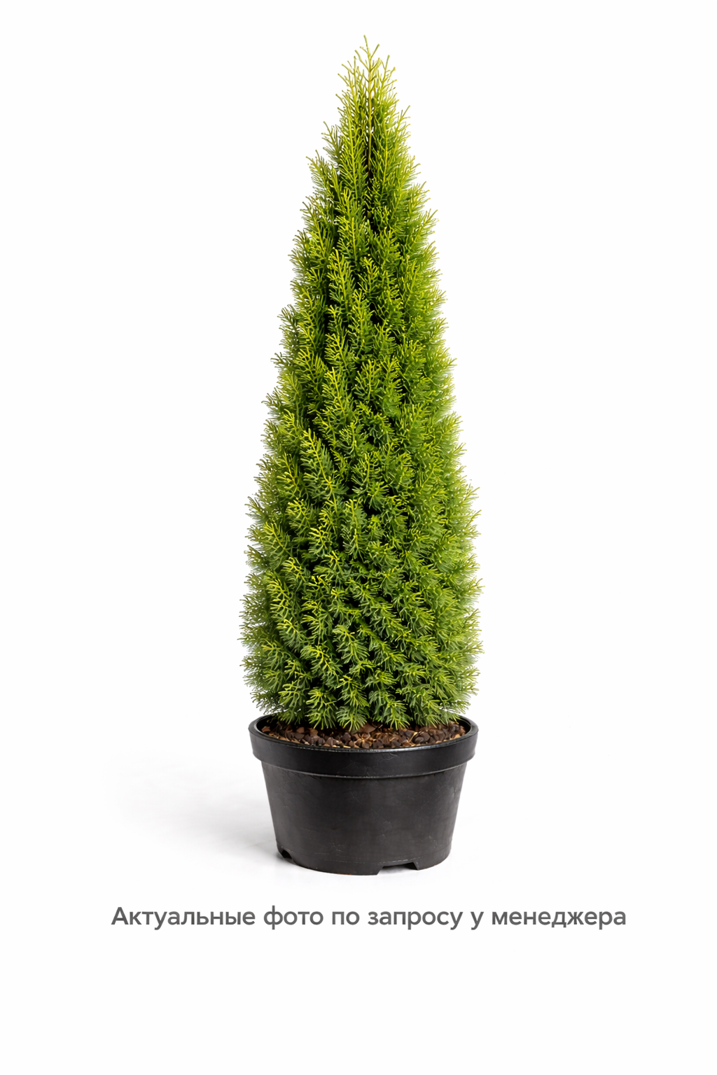 Туя западная Degroot`s Spire