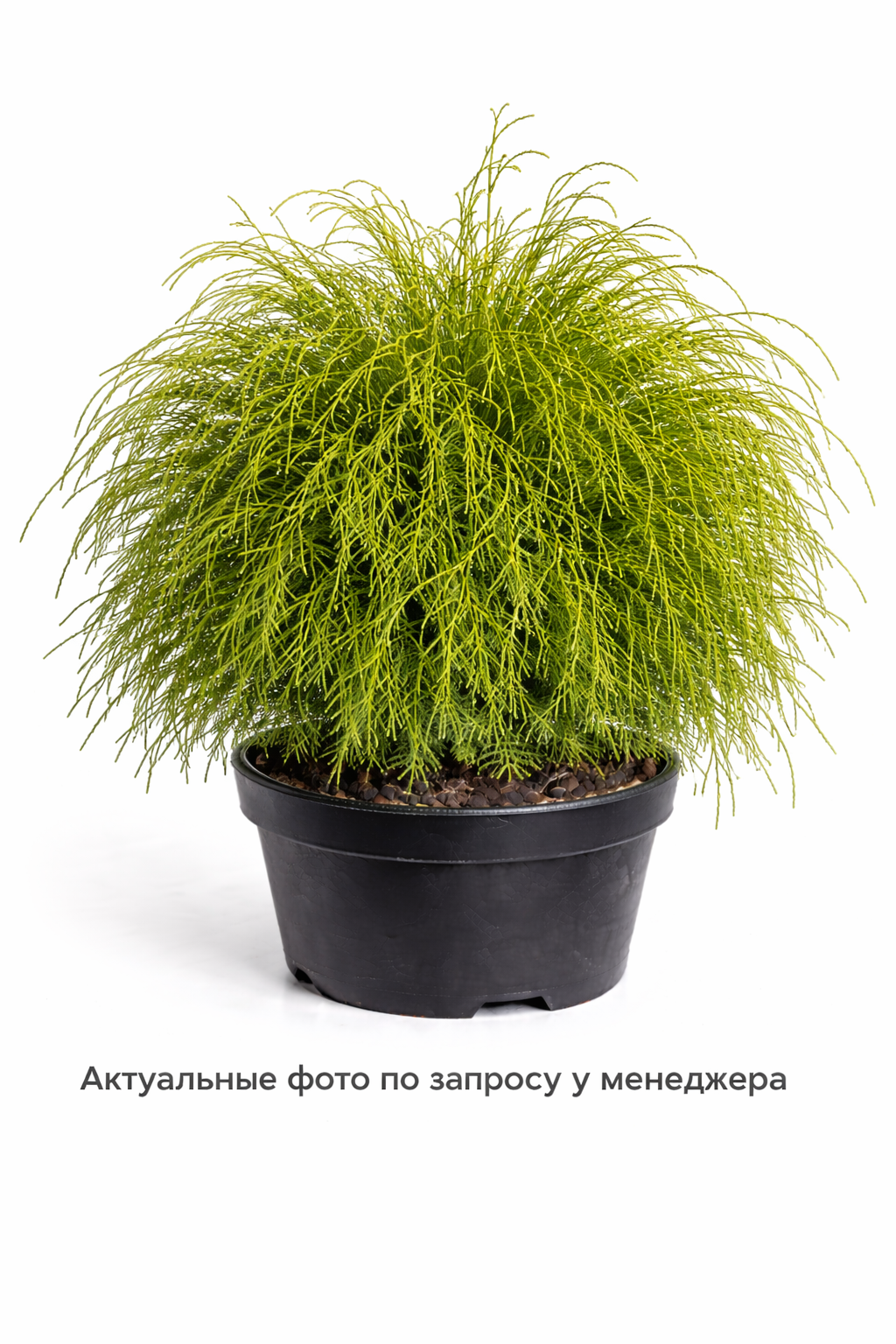 Туя западная Filiformis