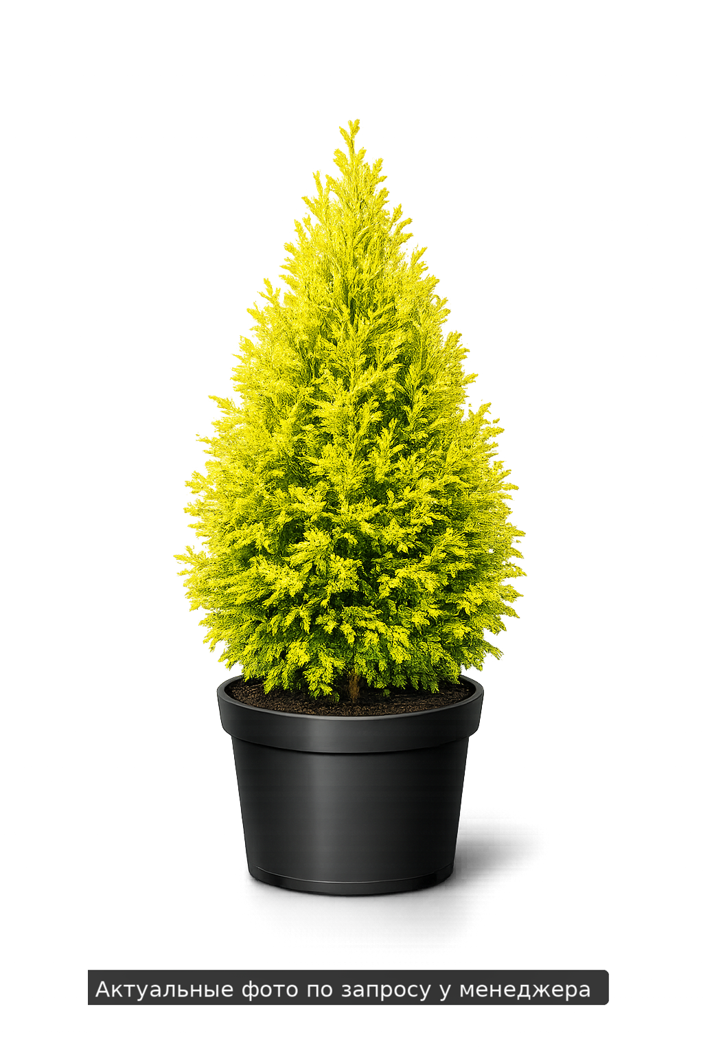 Туя западная Golden Brabant