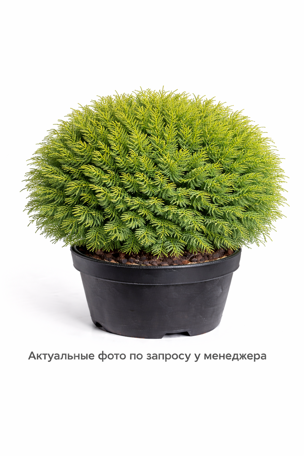 Туя западная Mr. Bowling Ball