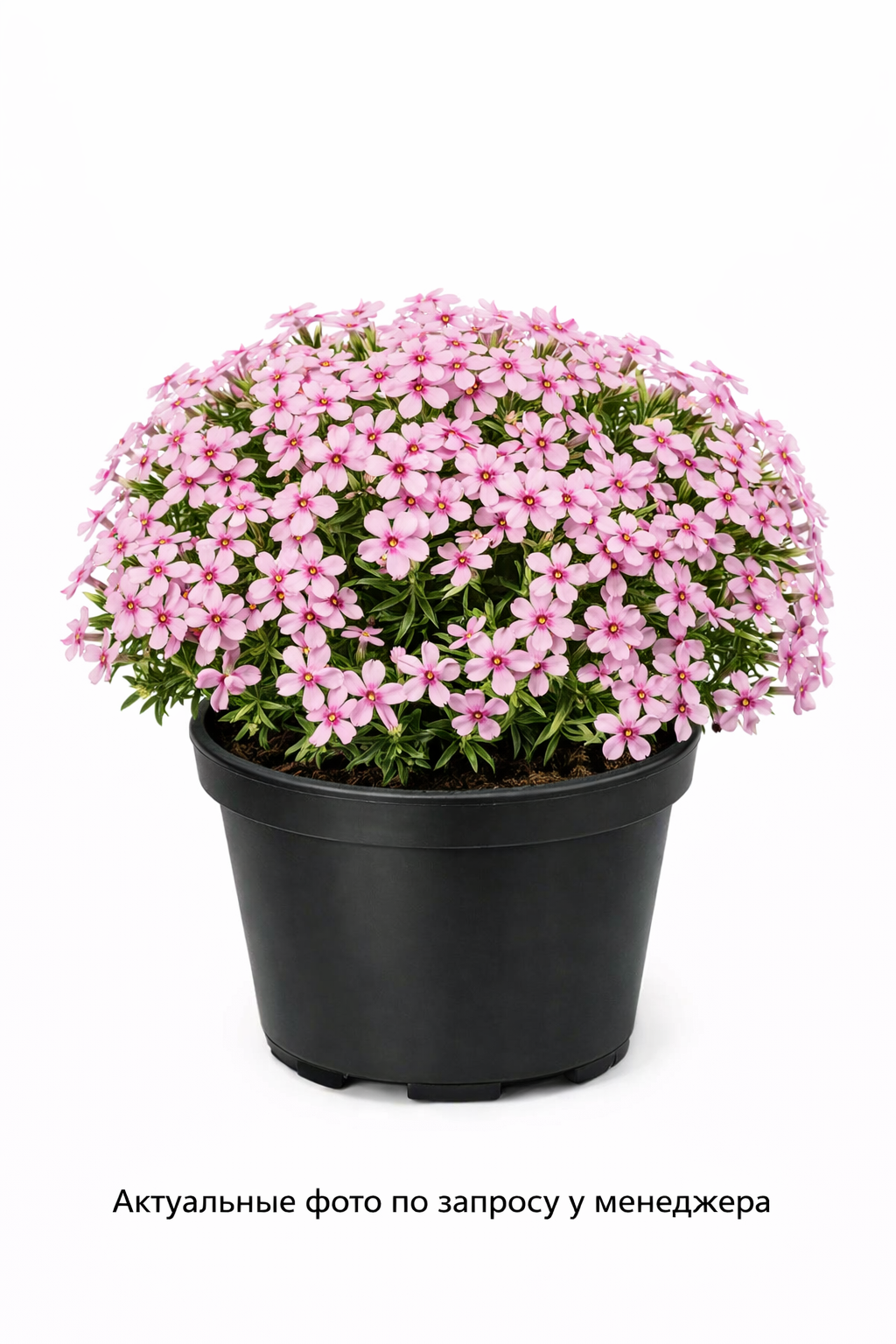 Флокс шиловидный