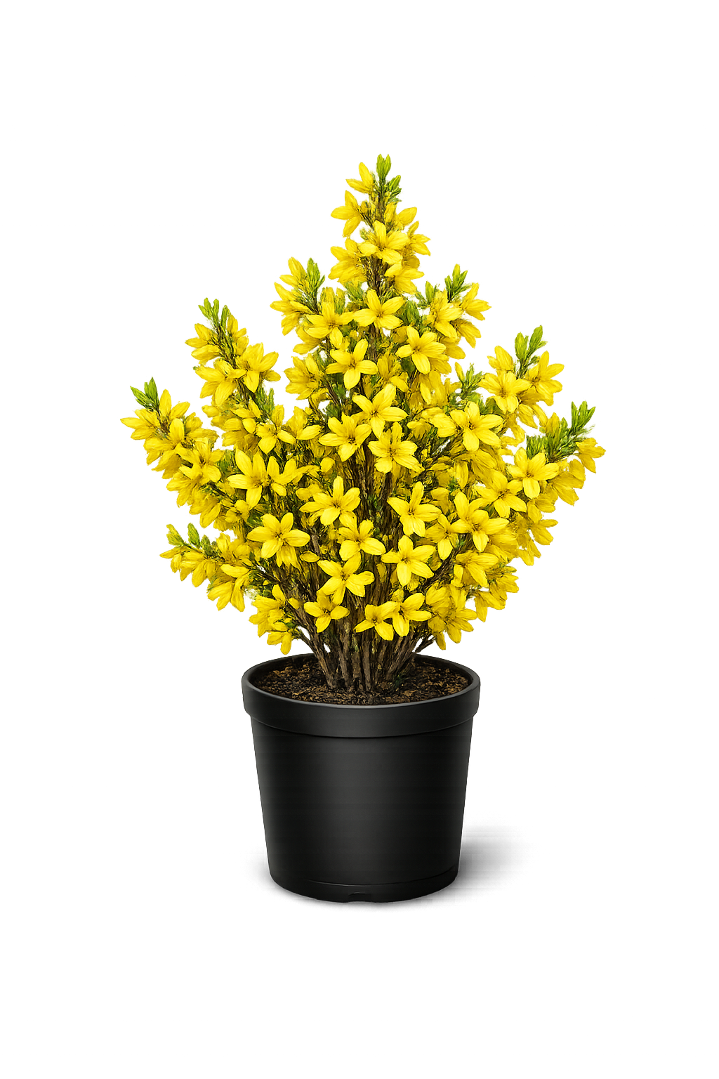 Форзиция промежуточная Goldzauber