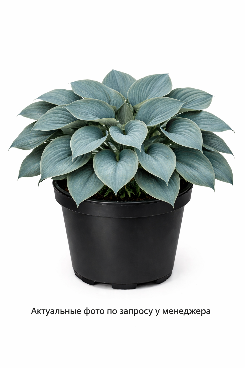 Хоста в ассортименте