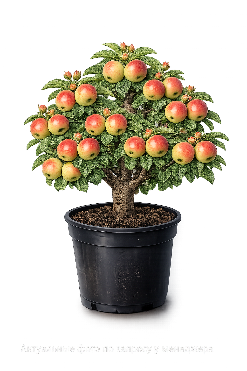 Яблоня Медуница