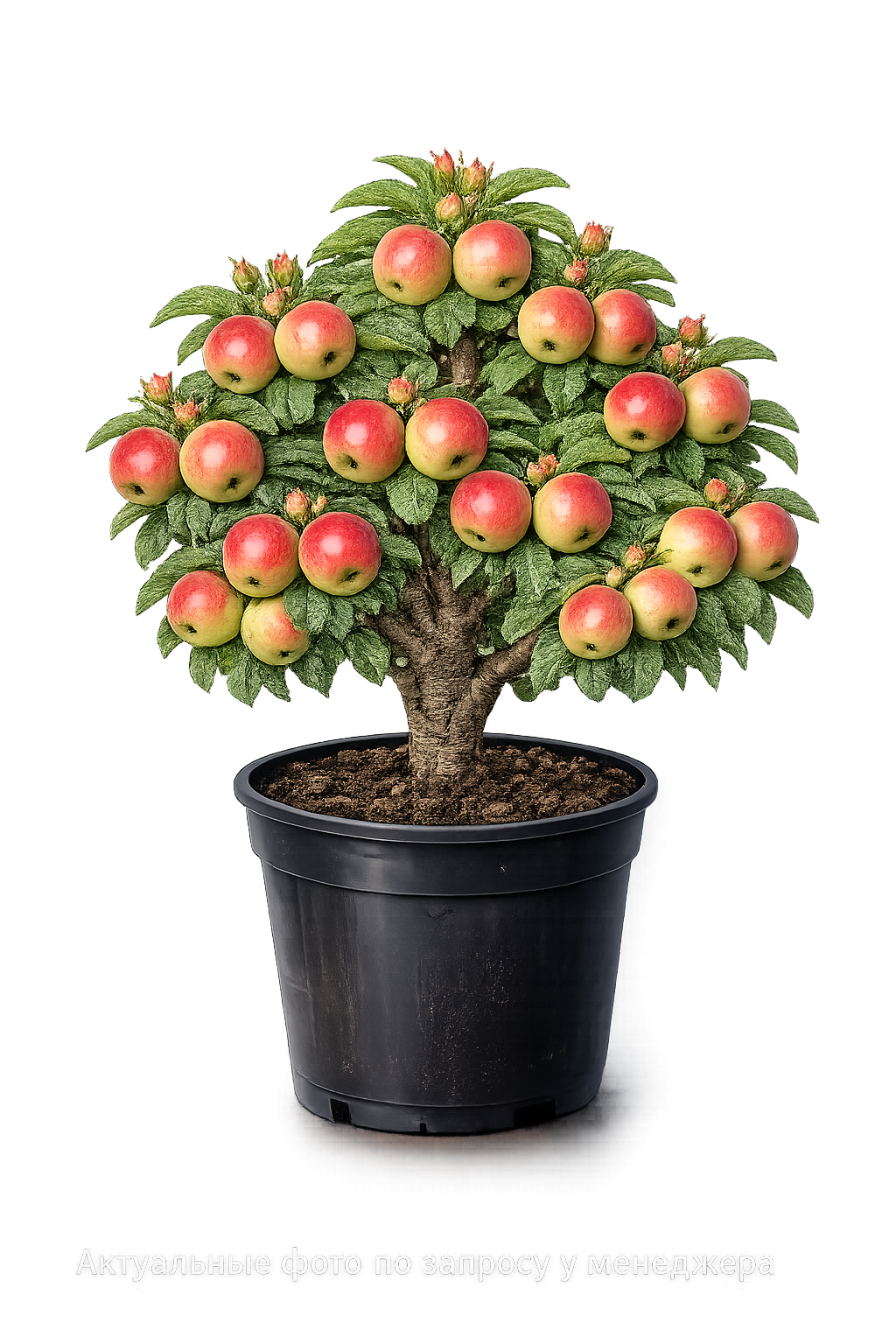 Яблоня Московская Грушовка