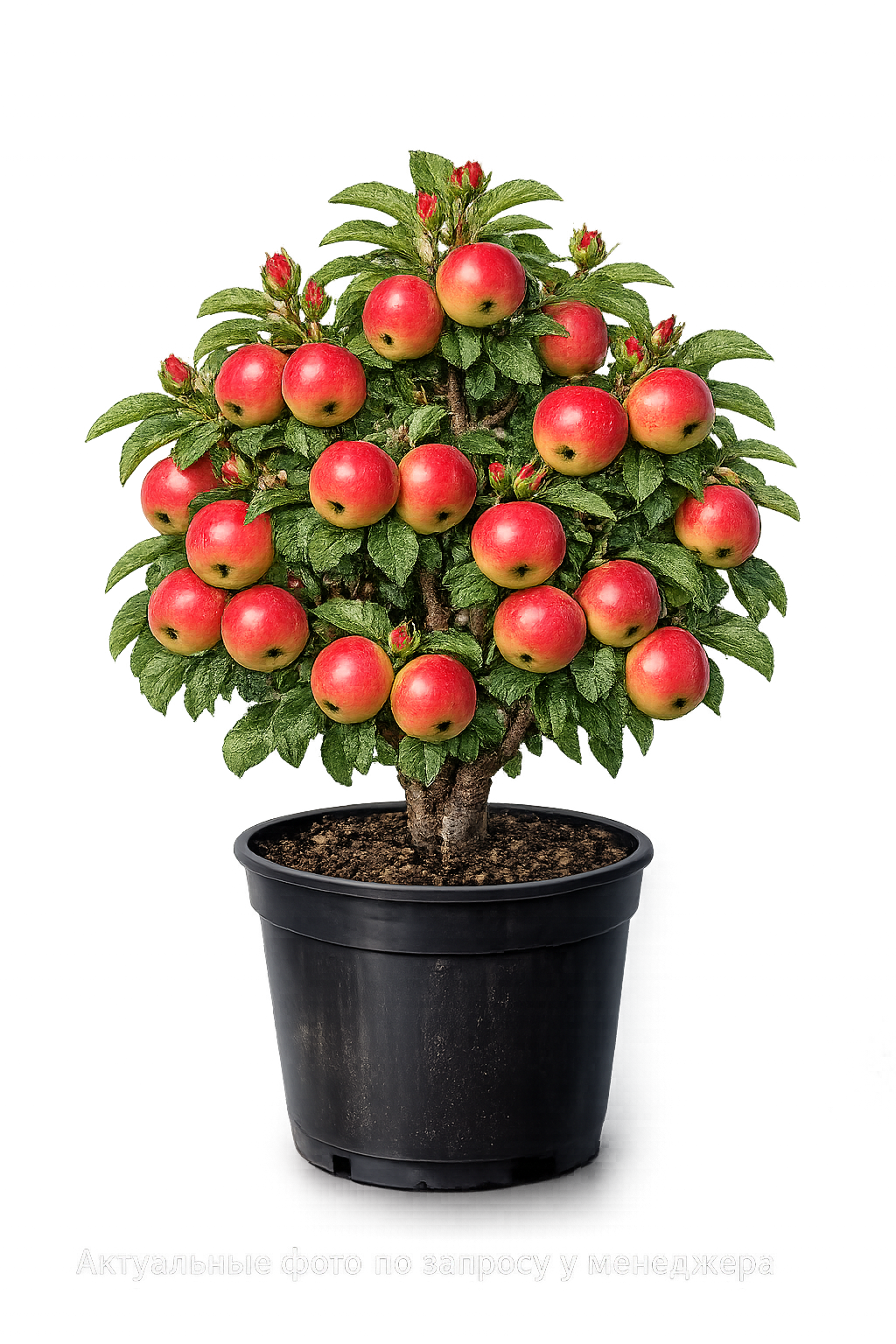 Яблоня Раннее Алое полукарлик