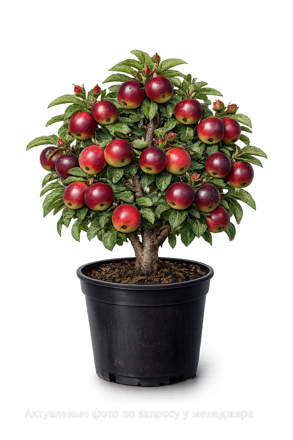 Яблоня Ред Кэтти