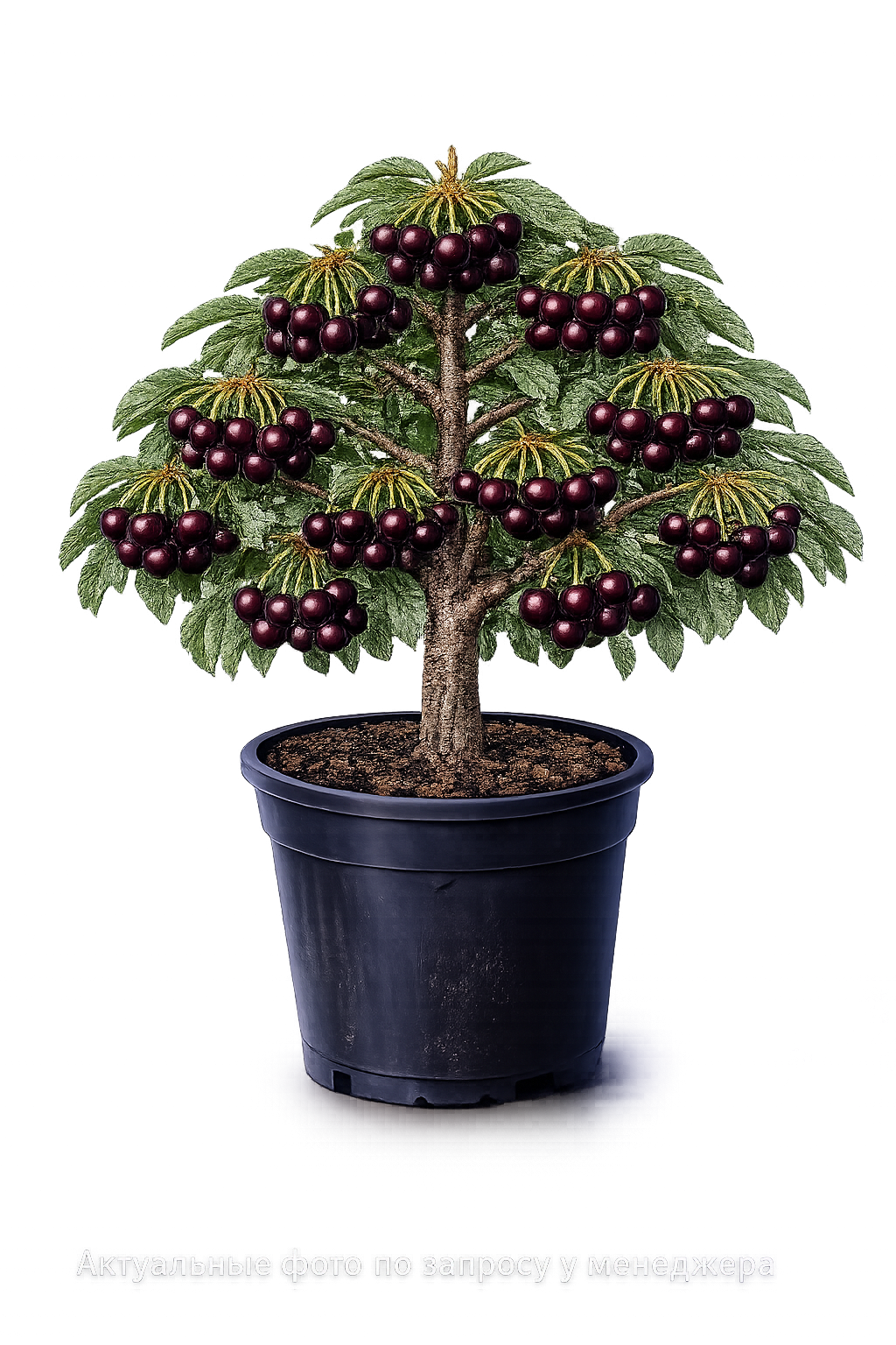 Вишня Апухтинская