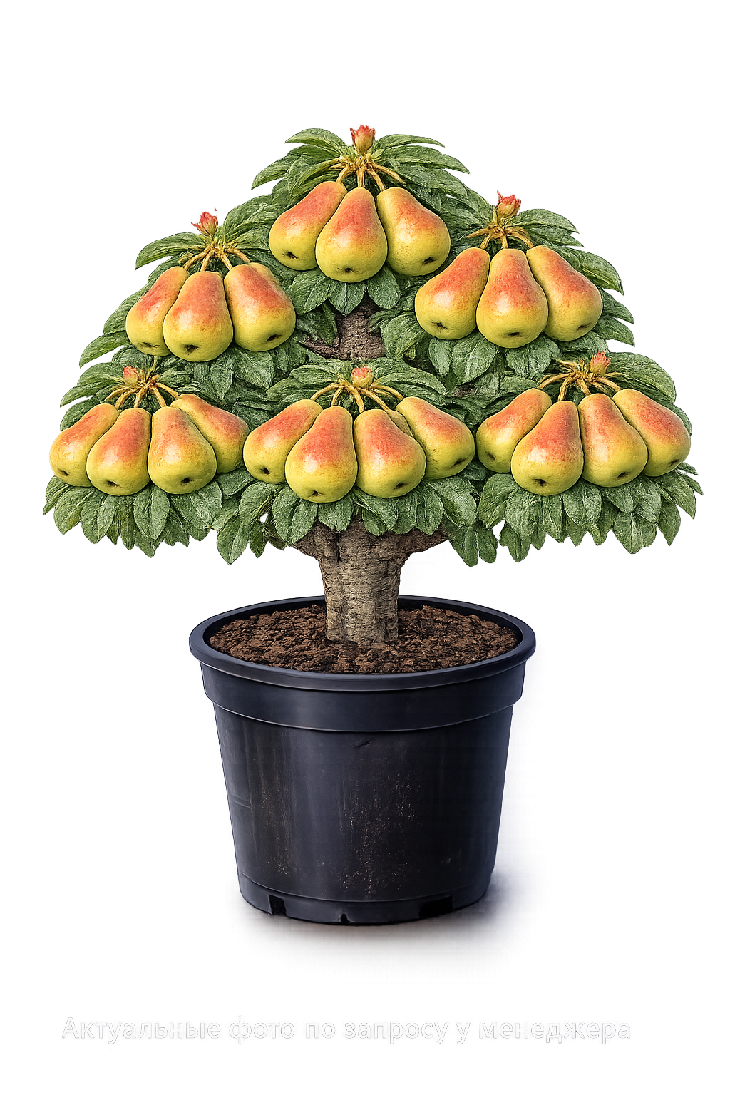 Груша Кафедральная (ранняя)