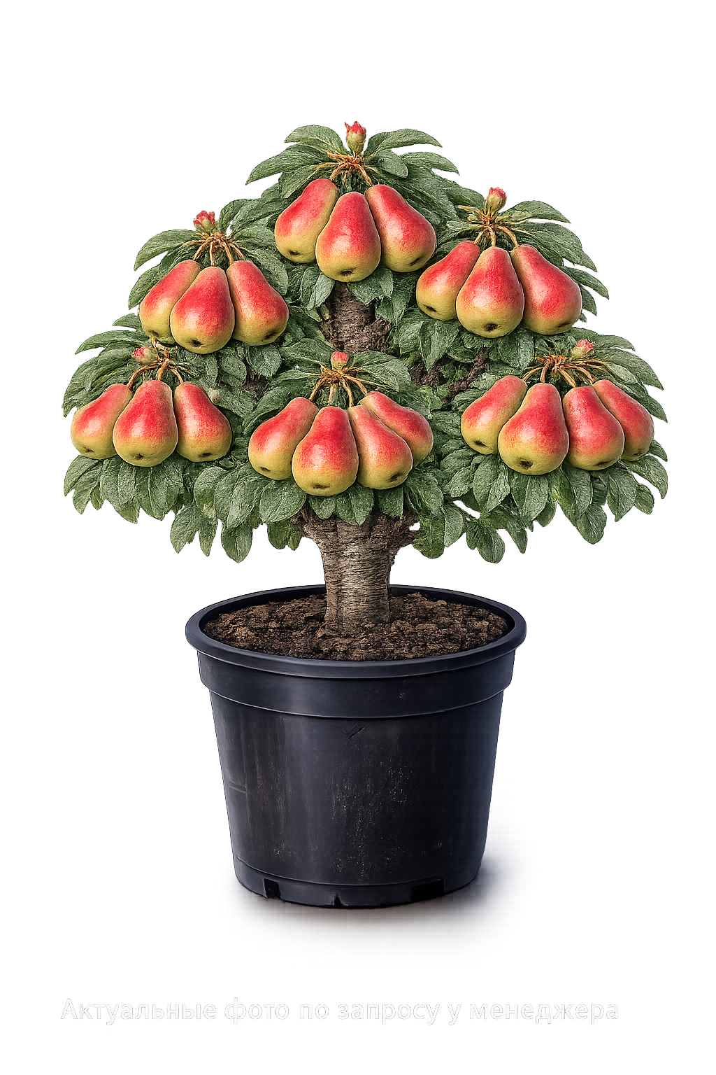 Груша Ника (зимняя)