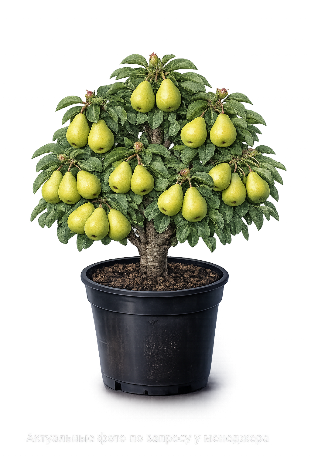 Груша Чижовская (ранняя)