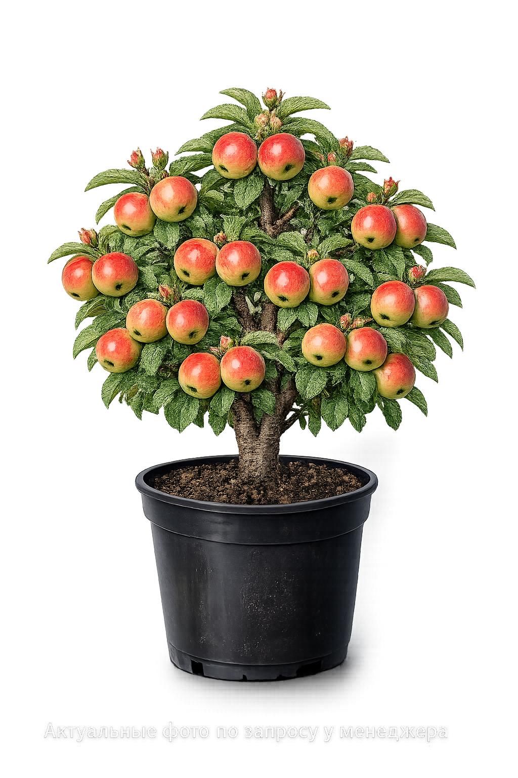 Яблоня Мантет (ранний)