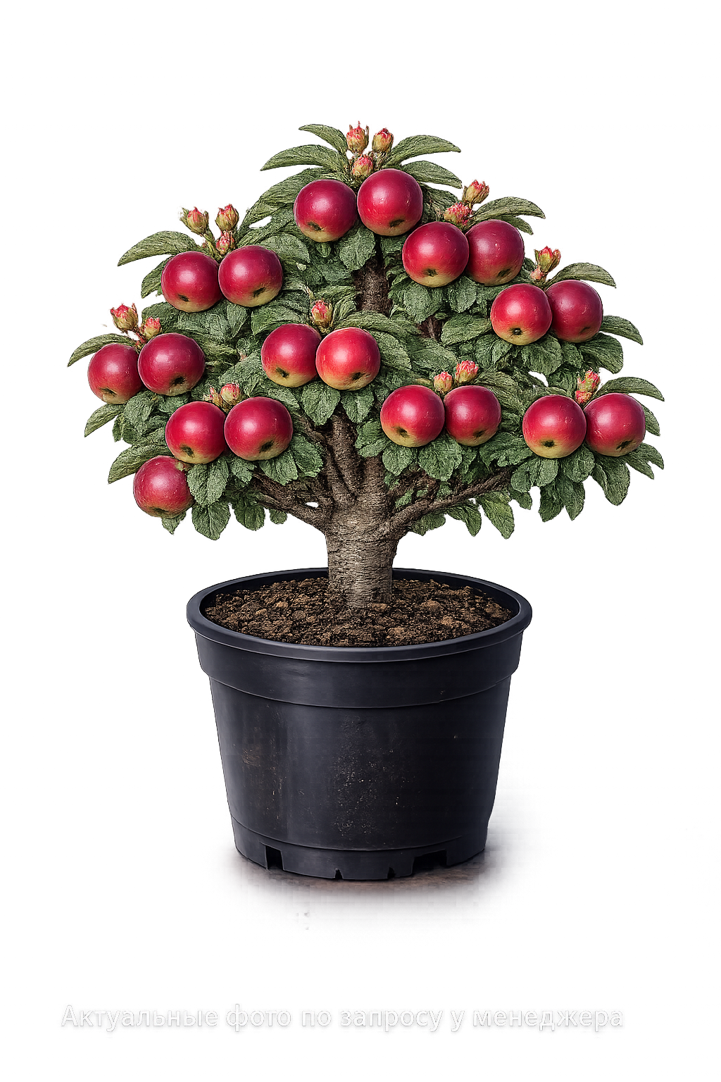 Яблоня Уэлси (зимний)