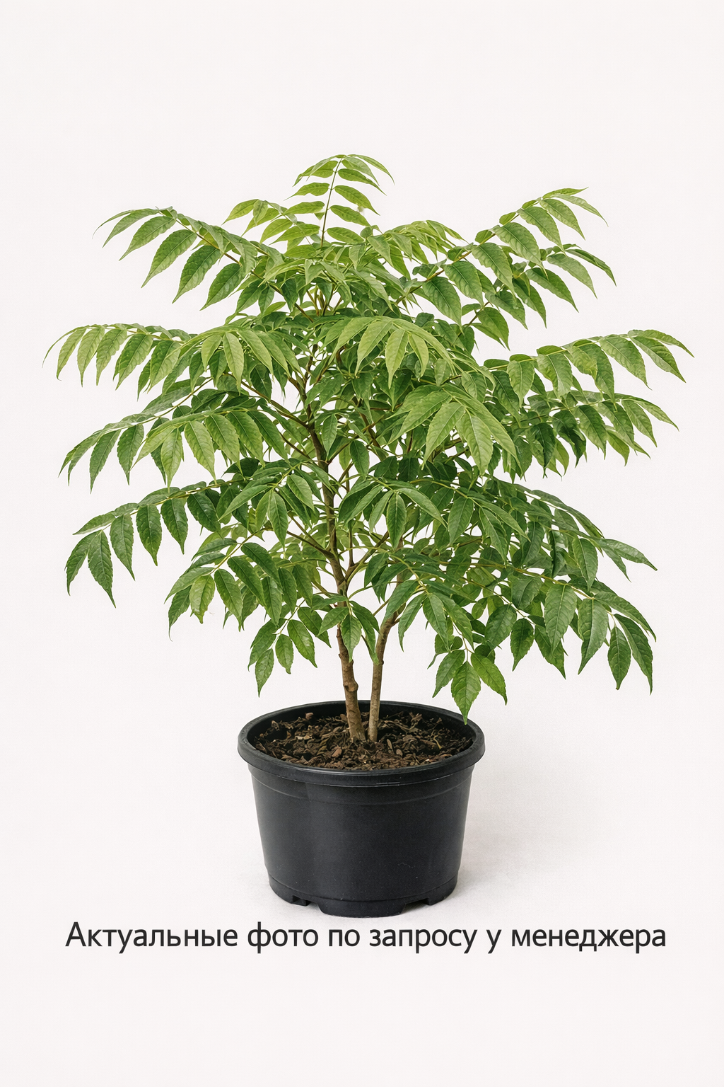 Бархат амурский