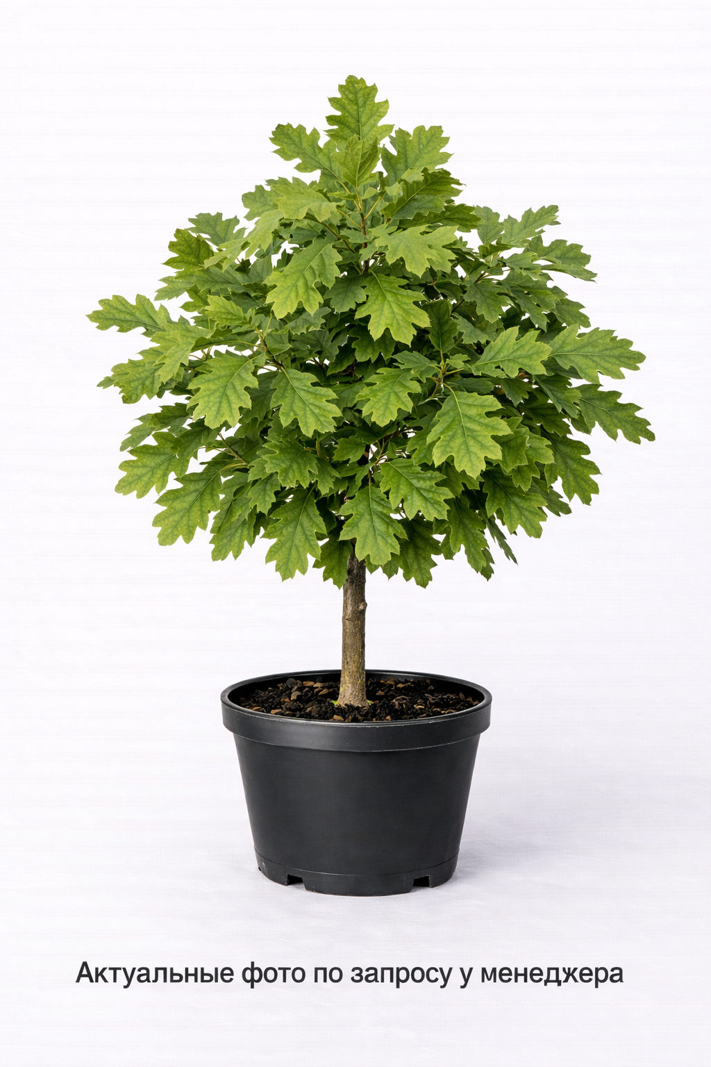 Дуб черешчатый