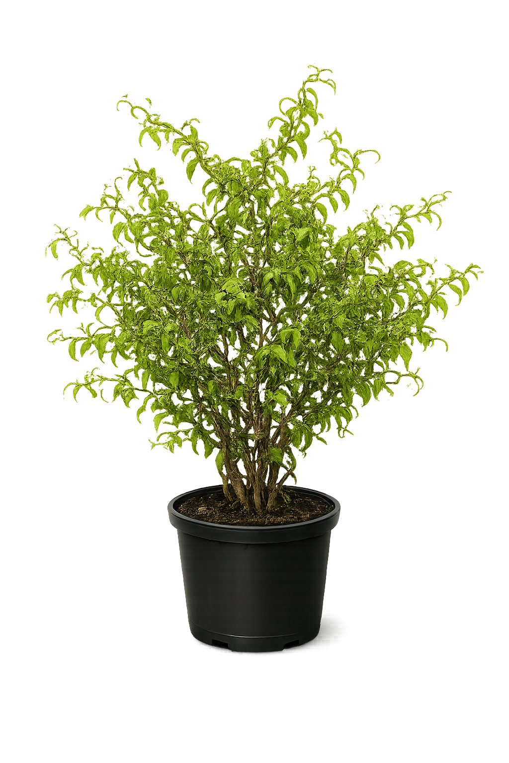 Ива извилистая