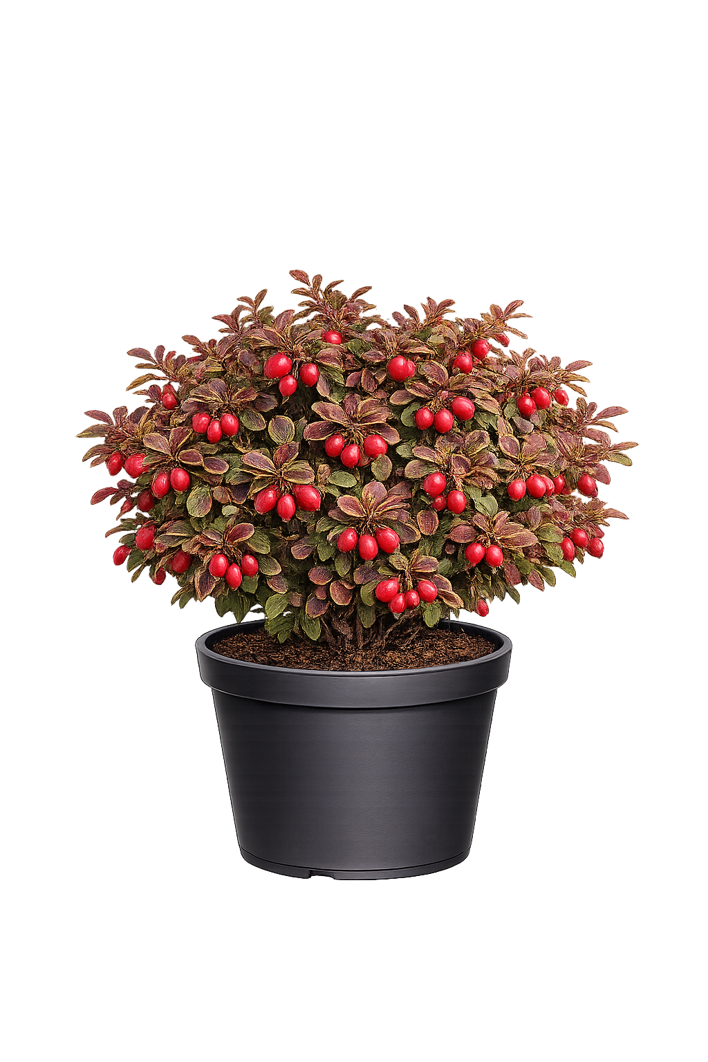 Барбарис Тунберга Голден Ринг