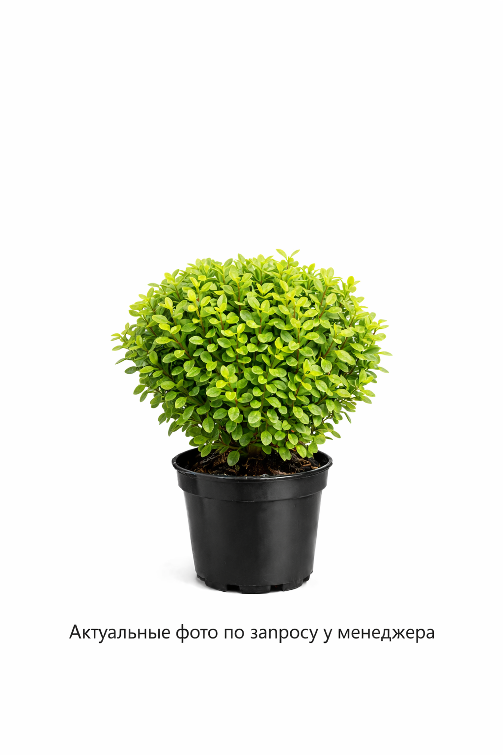 Барбарис Тунберга Кобольт