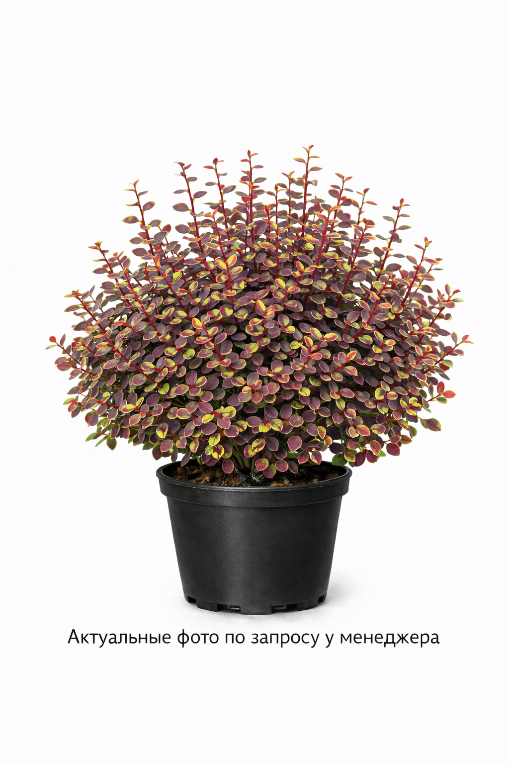 Барбарис Тунберга Коронита