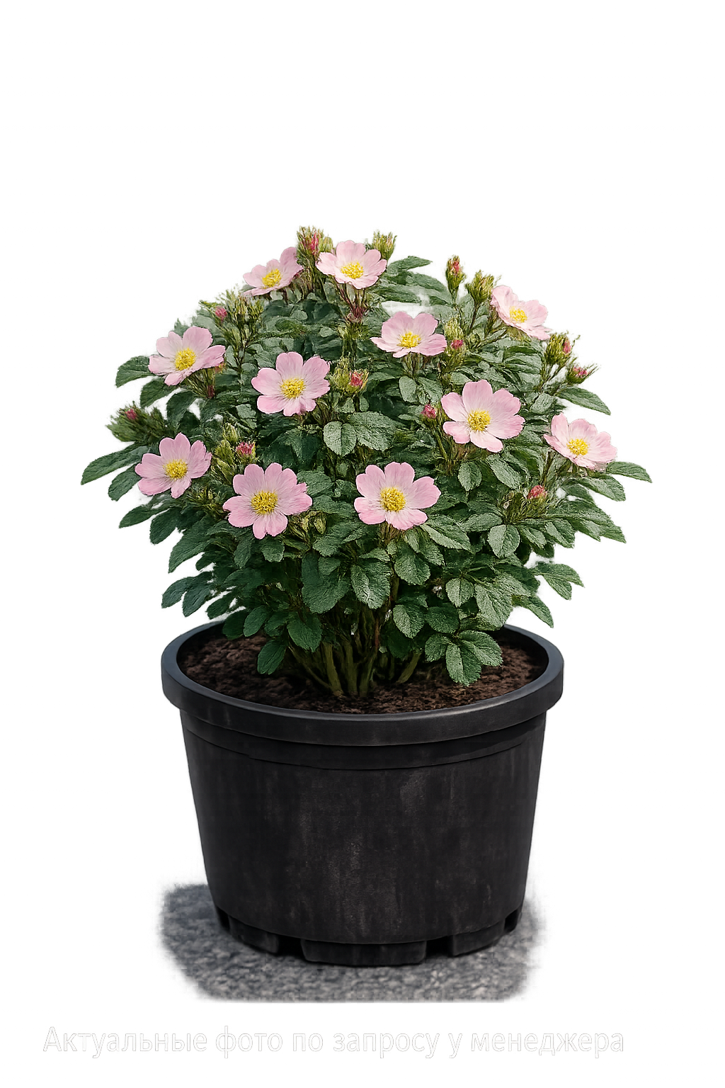 Роза собачья