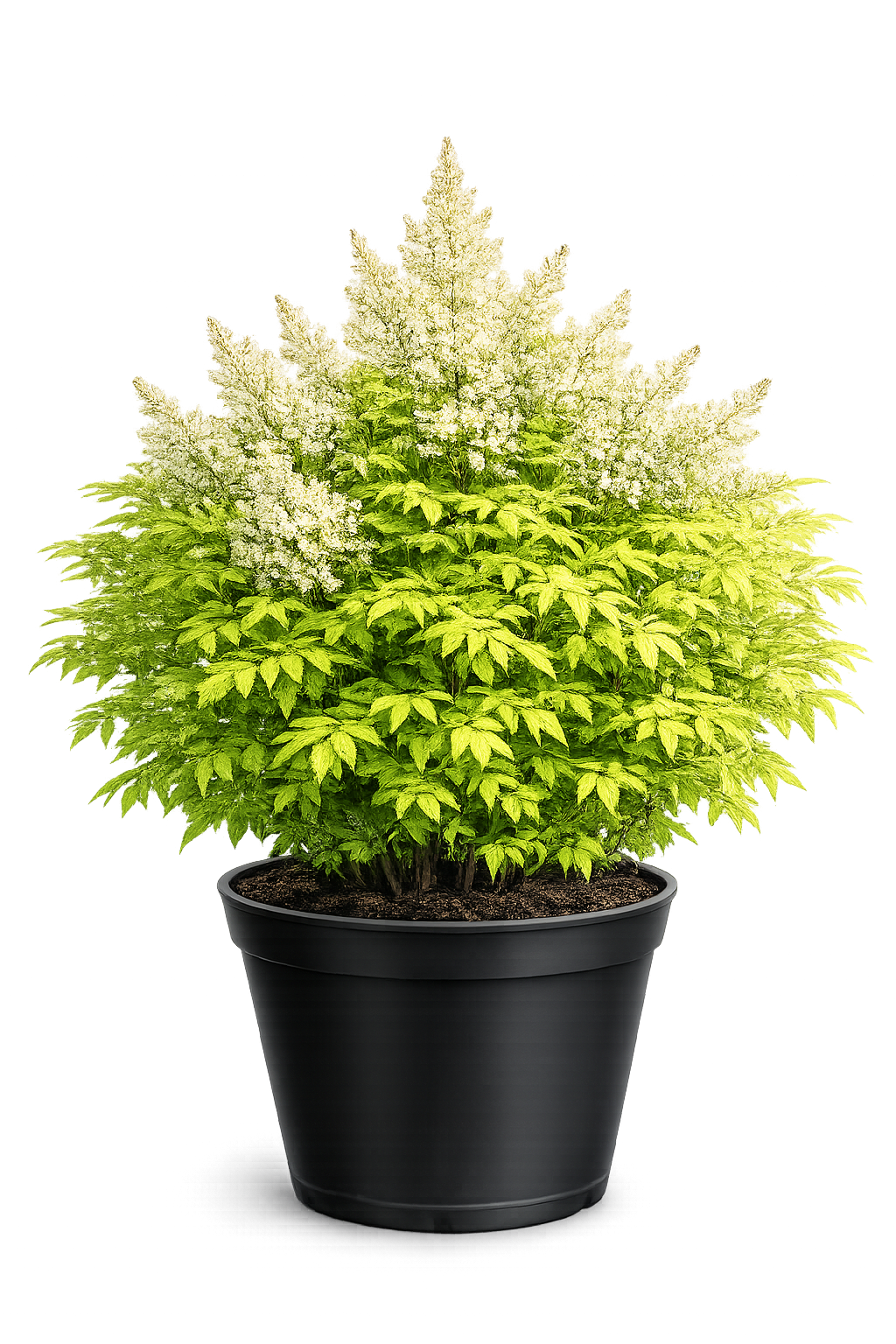 Рябинник рябинолистный Матча Бол