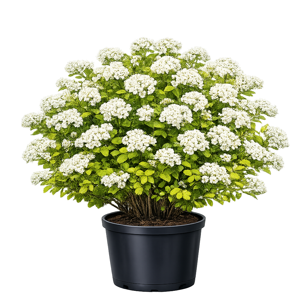 Спирея березолистная  Тор Голд