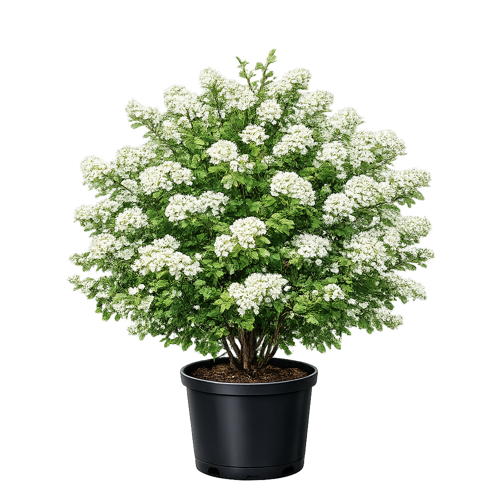 Спирея дубравколистная