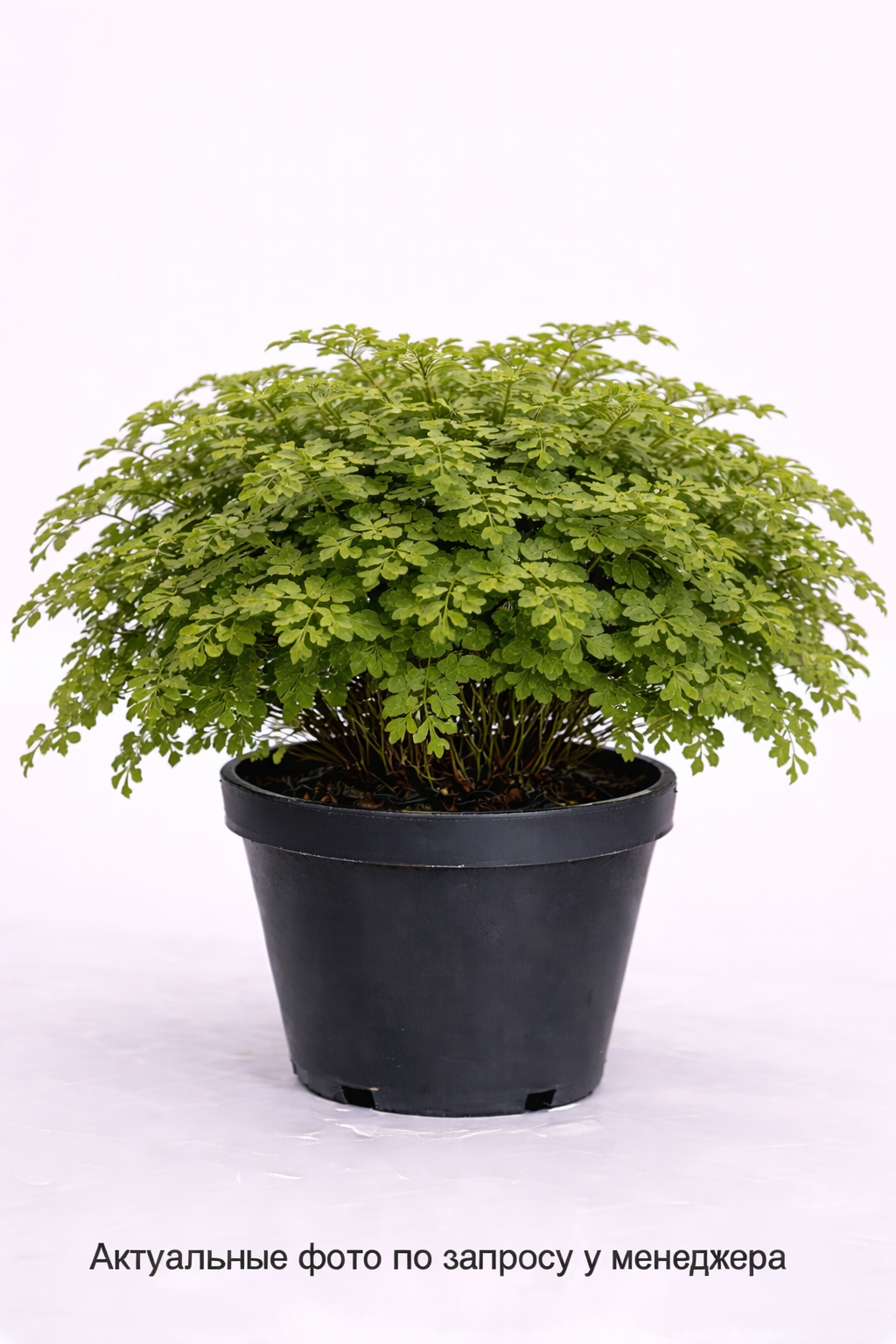 Стефанандра надрезаннолистная Криспа