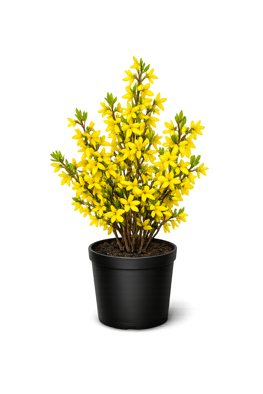 Форзиция промежуточная