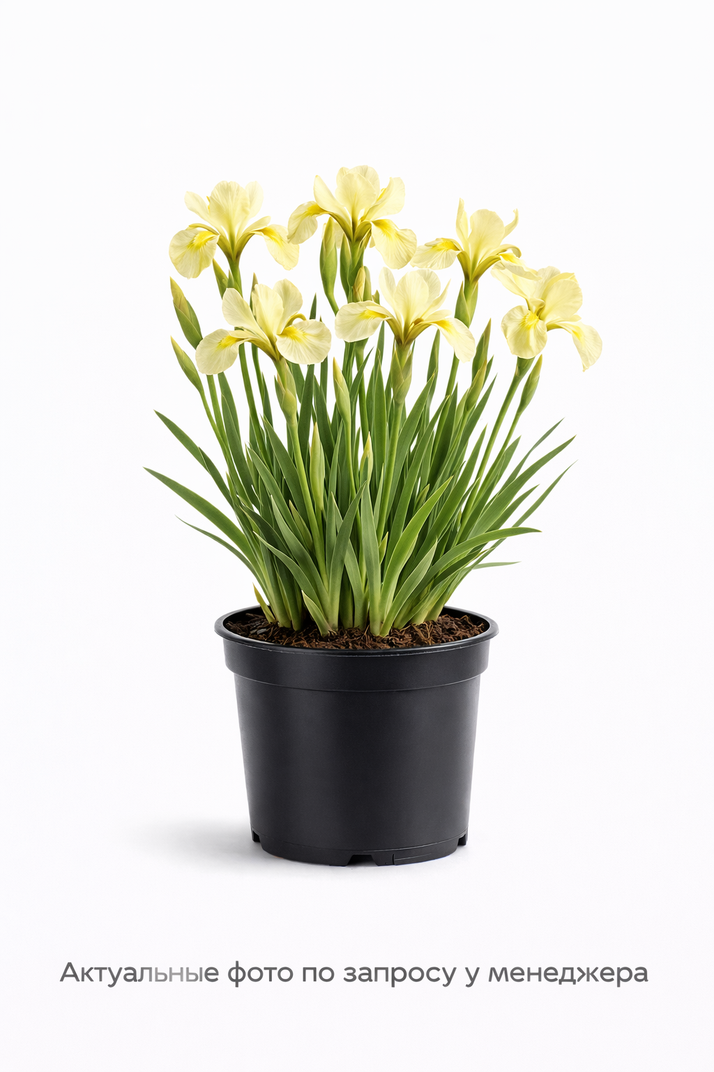 Ирис сибирский
 Мун Силк