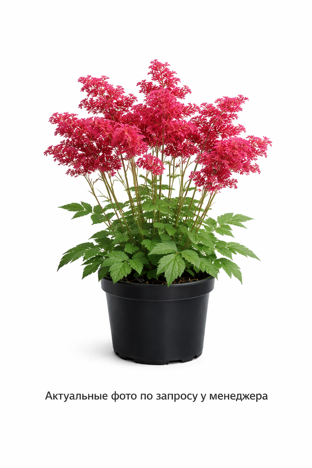 Лабазник красный Венуста